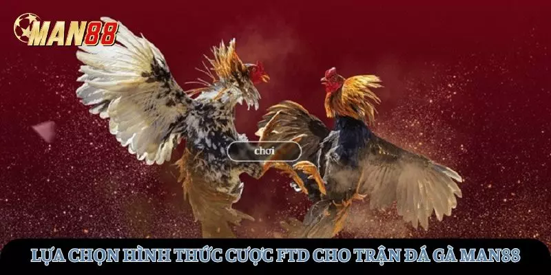 Lựa chọn hình thức cược FTD cho trận đá gà MAN88