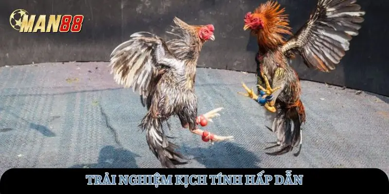 Trải nghiệm kịch tính hấp dẫn