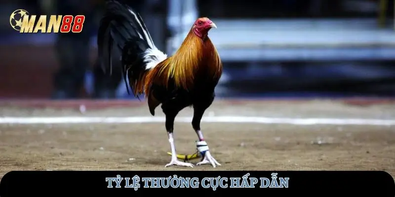 Tỷ lệ thưởng cực hấp dẫn